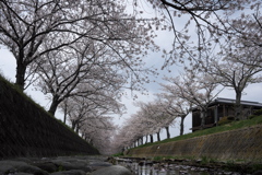 曇川桜堤の桜並木３