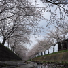 曇川桜堤の桜並木３