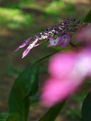 住吉神社の紫陽花（アジサイ）が見頃５