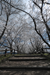 唐古・鍵遺跡公園の桜並木２
