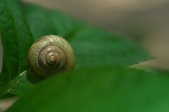 紫陽花とカタツムリ２