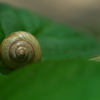 紫陽花とカタツムリ２