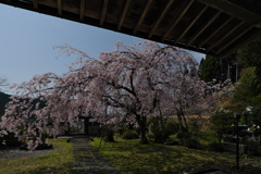 大聖院（だいしょういん）の枝垂れ桜
