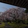 大聖院（だいしょういん）の枝垂れ桜