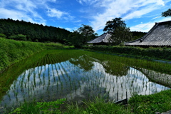 高天寺橋本院にて１（水田）