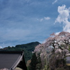 善徳寺（ぜんとくじ）の枝垂れ桜１