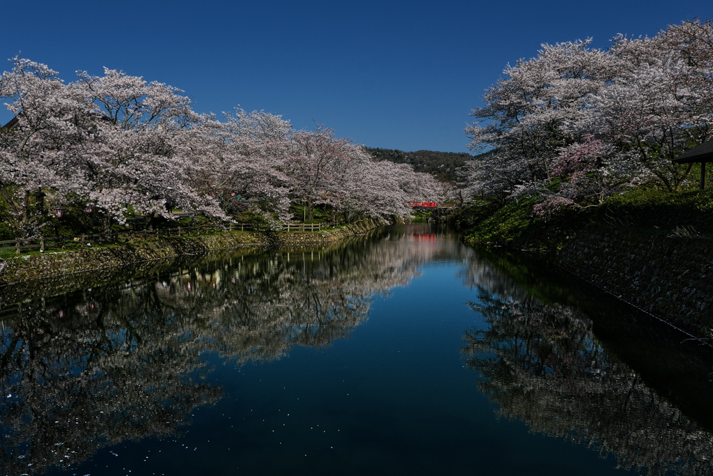 鹿野（しかの）城跡公園のサクラ１