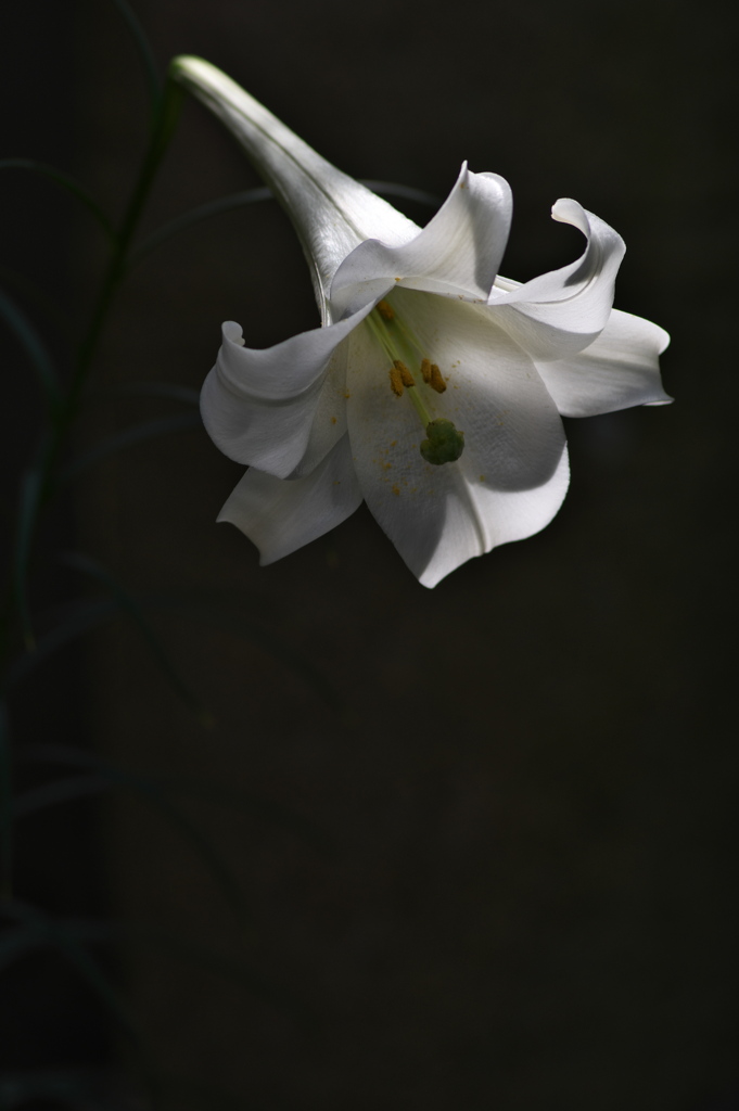 神社に咲く百合（ユリ）の花