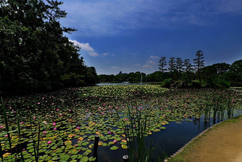 長居植物園にて２（スイレン）
