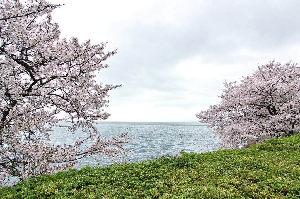 奥琵琶湖桜三昧４（奥琵琶湖パークウェイ）