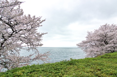 奥琵琶湖桜三昧４（奥琵琶湖パークウェイ）