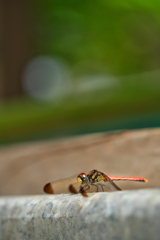 住吉神社の赤蜻蛉（アカトンボ）１