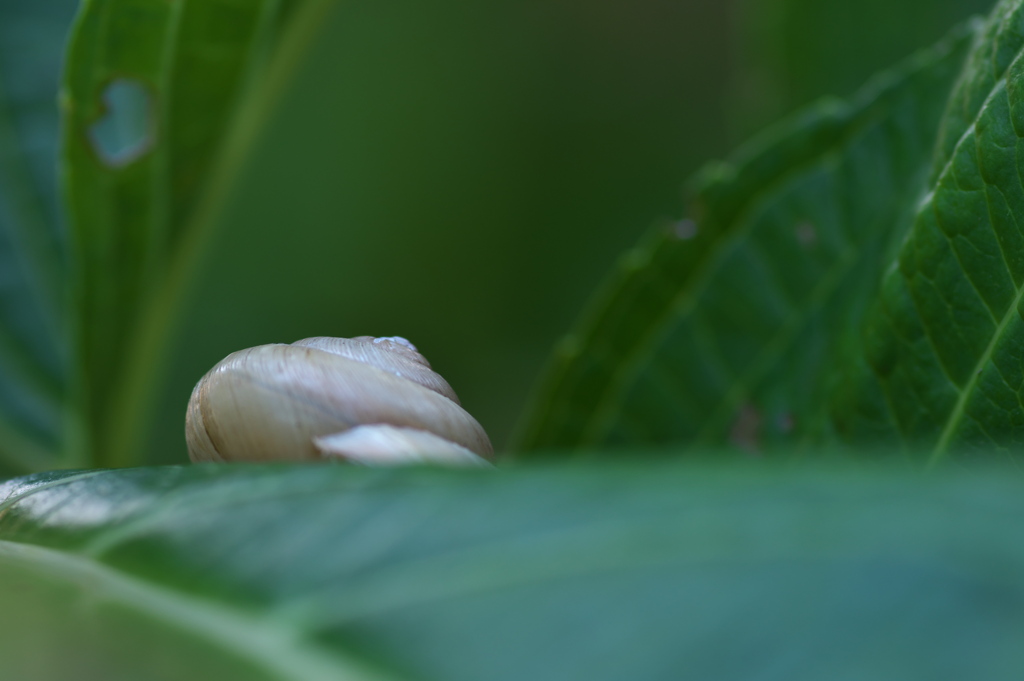 あじさい神苑に棲む蝸牛（カタツムリ）１