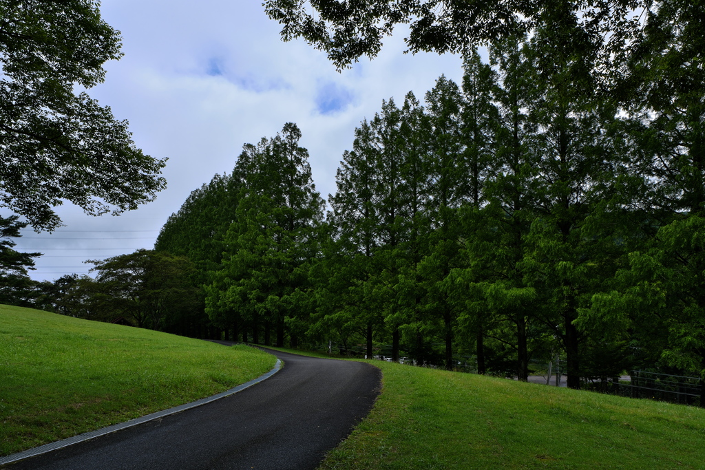 舞鶴自然文化園のメタセコイア並木１