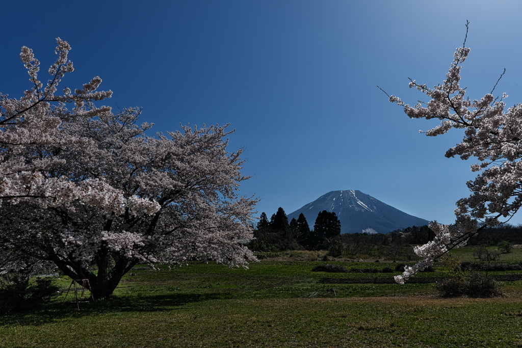 藍野公園のサクラと大山２