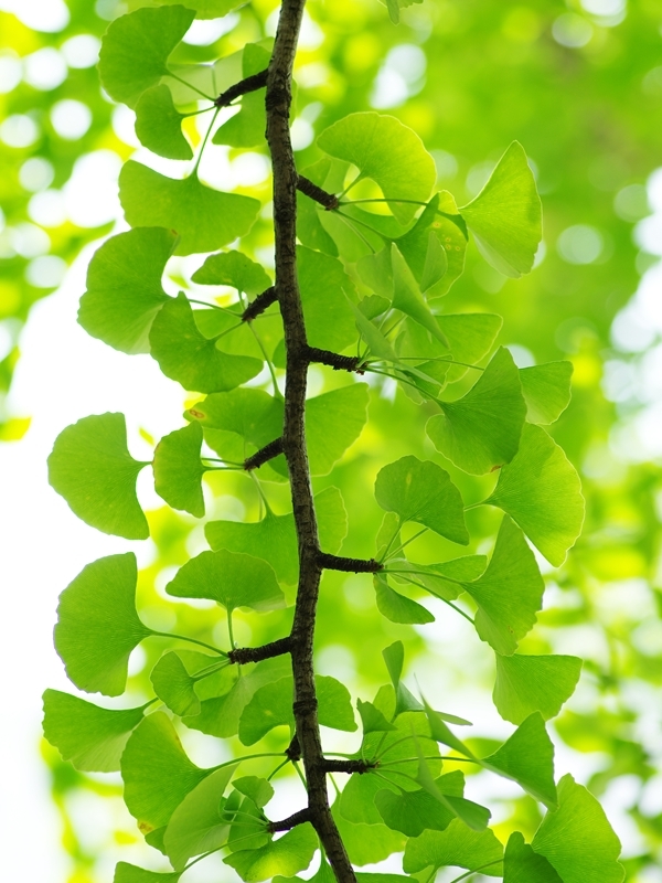 盛夏の緑４（銀杏）