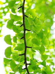 盛夏の緑４（銀杏）