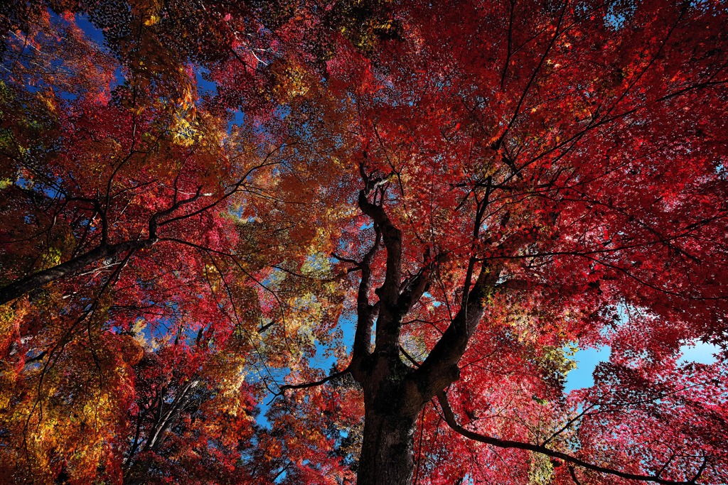 最上山（さいじょうさん）公園もみじ山にて１