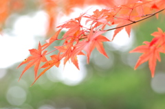 紅葉も見納め（魚住住吉神社）２