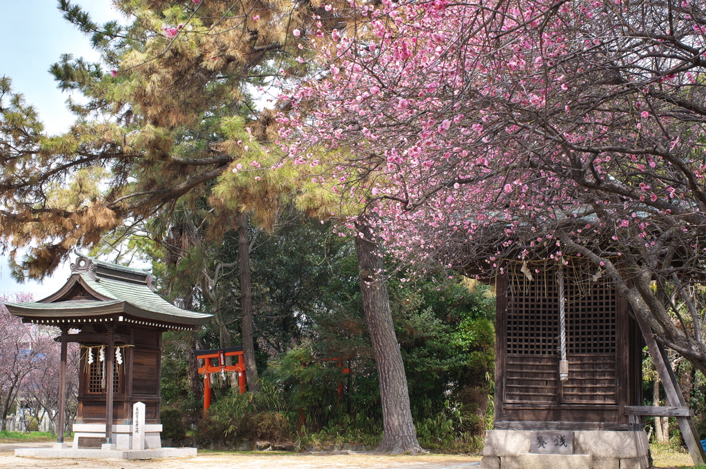 御厨神社の梅林１