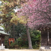 御厨神社の梅林１