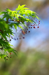 伊呂波紅葉（イロハモミジ）