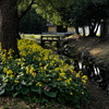 鶴林寺公園の石蕗（ツワブキ）１