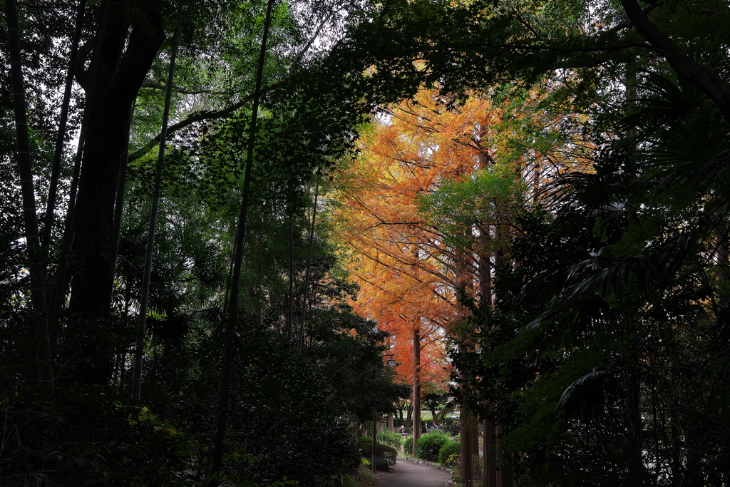 須磨離宮公園のメタセコイア１