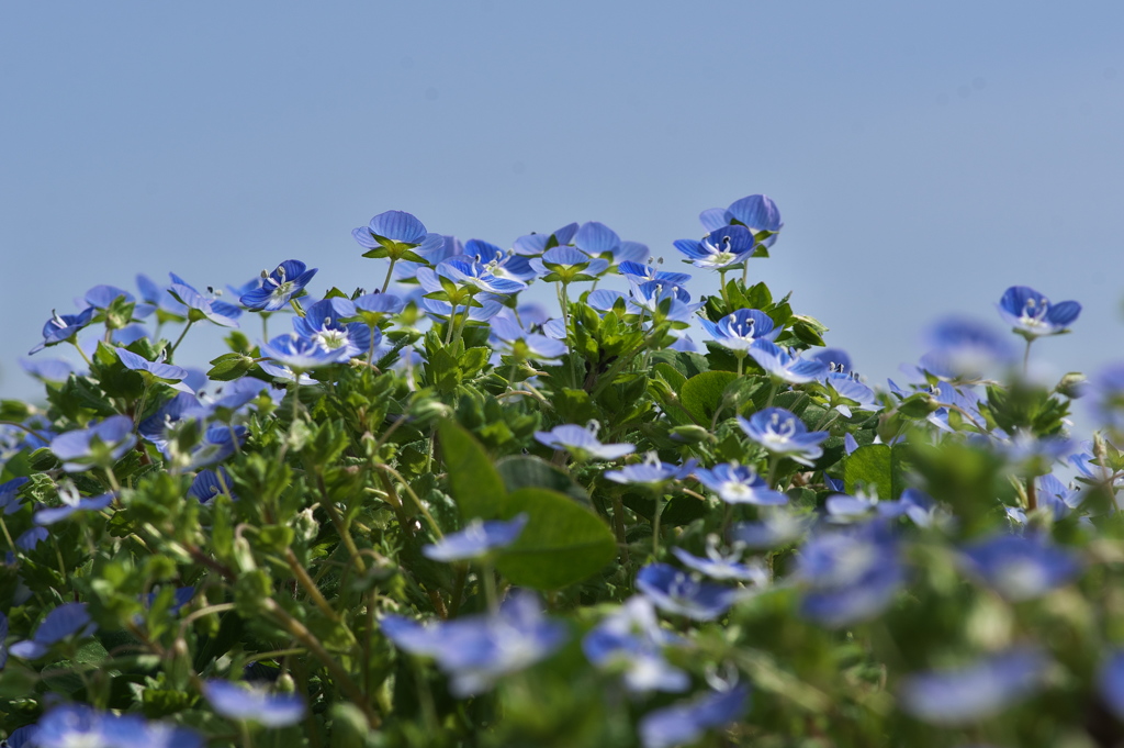 春本番、畔に咲く野草花（オオイヌノフグリ）