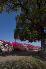 浅香山緑道のツツジ１