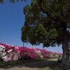 浅香山緑道のツツジ１
