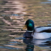 明石公園の真鴨（マガモ）
