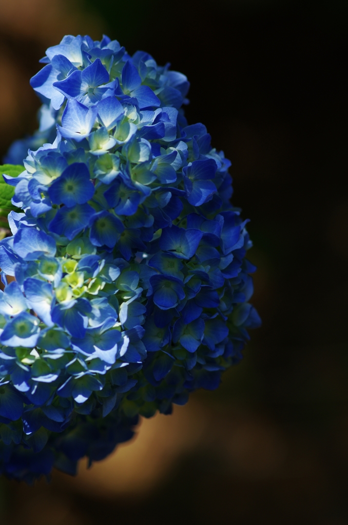 気の早い紫陽花