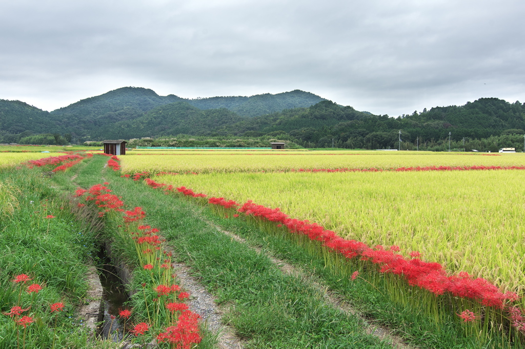 京都亀岡ひがん花の里１