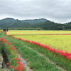 京都亀岡ひがん花の里１