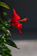 街角に咲く仏桑花（ブッソウゲ）