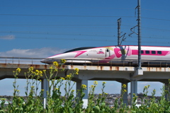 菜の花とハローキティ新幹線