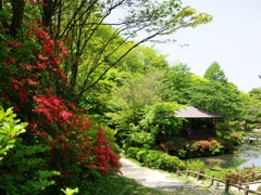 六甲高山植物園３（蓮華躑躅）