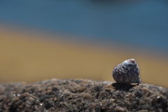 砂浜で拾った貝殻