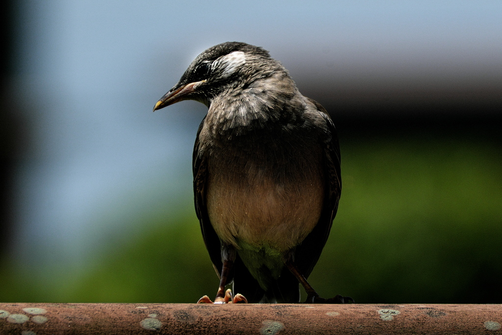 公園の椋鳥（ムクドリ）１