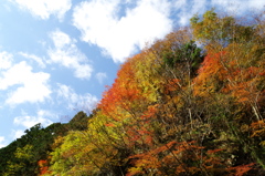 紅葉を求めて４（東吉野）