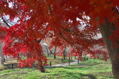 師走の紅葉３（京都府立植物園）