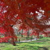 師走の紅葉３（京都府立植物園）