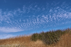 溜池土手上の鱗雲