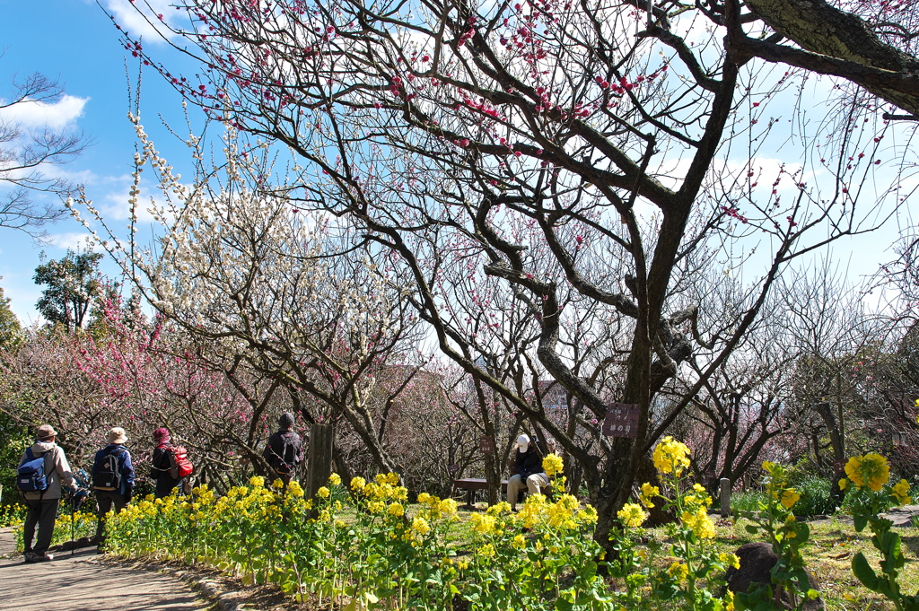 須磨離宮公園梅園にて２