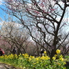 須磨離宮公園梅園にて２