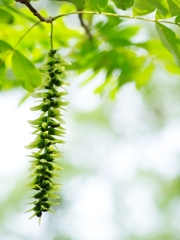 盛夏の緑６（沢胡桃）