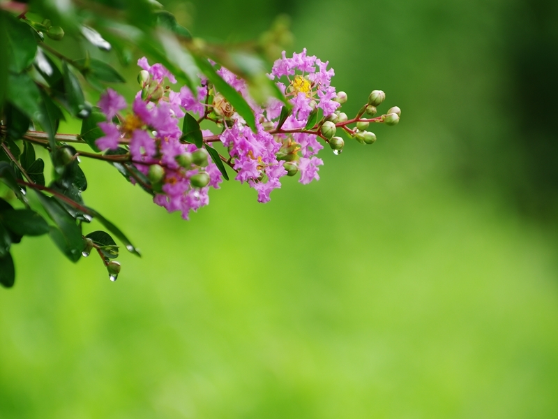 夏の花々１４（百日紅）