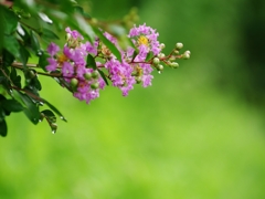 夏の花々１４（百日紅）