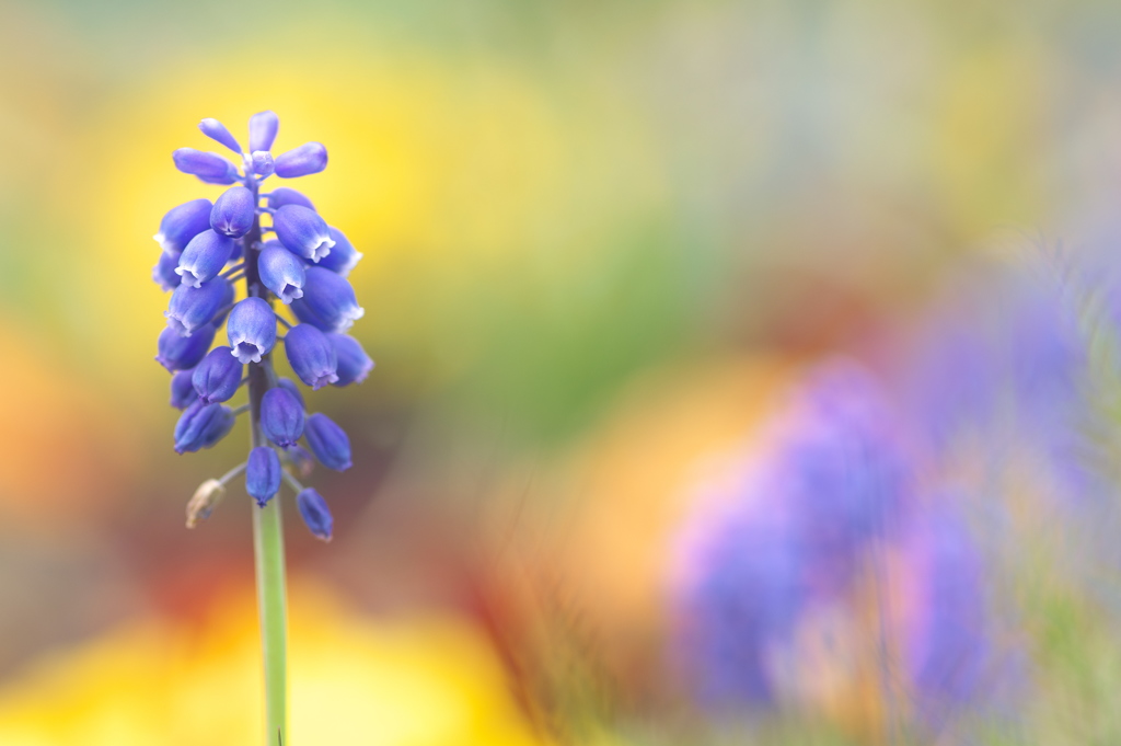 春を運ぶ野草花（ルリムスカリ）